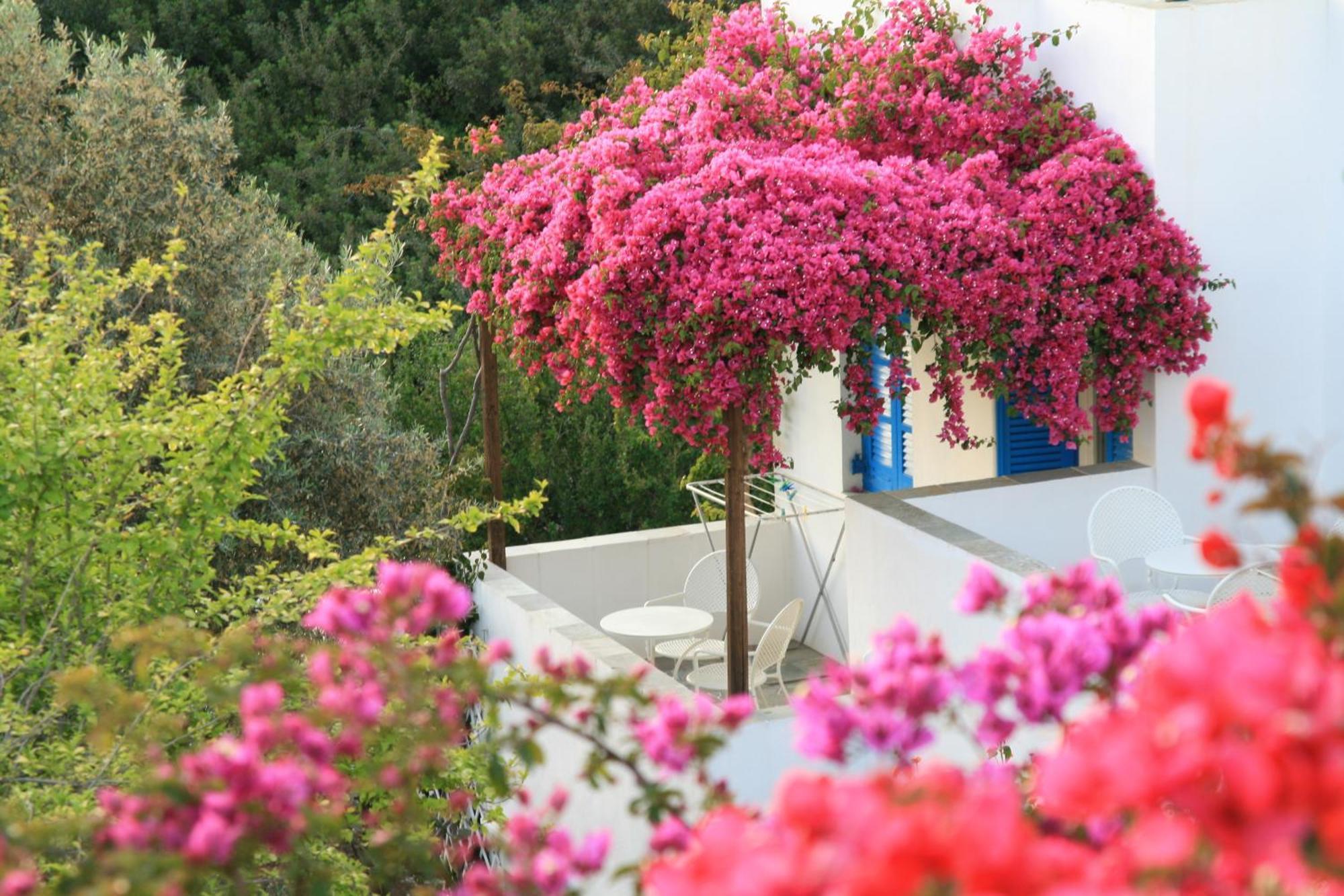 Alexandros Hotel Platis Gialos  외부 사진